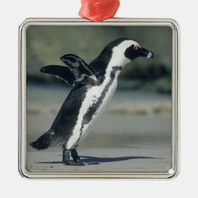 African Penguin Metal Tree Decoration (Front)