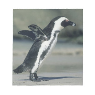 African Penguin Notepad