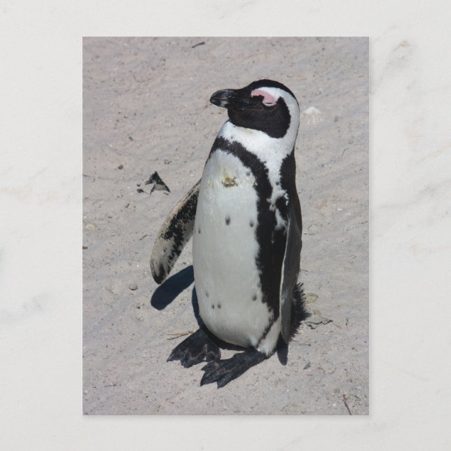 African Penguin - Postcard (Front)