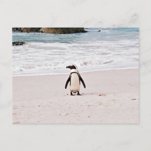 African Penguin Postcard