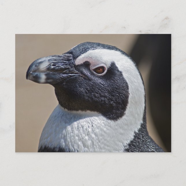 African Penguin Postcard (Front)