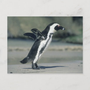 African Penguin, (Spheniscus demersus), coming Postcard