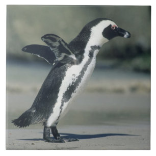 African Penguin Tile