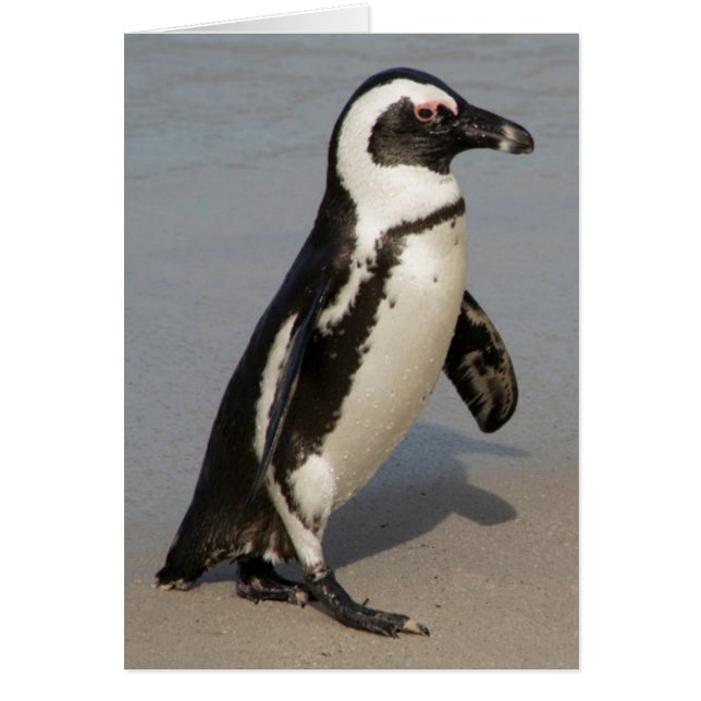 African Penguin Walking (Front)