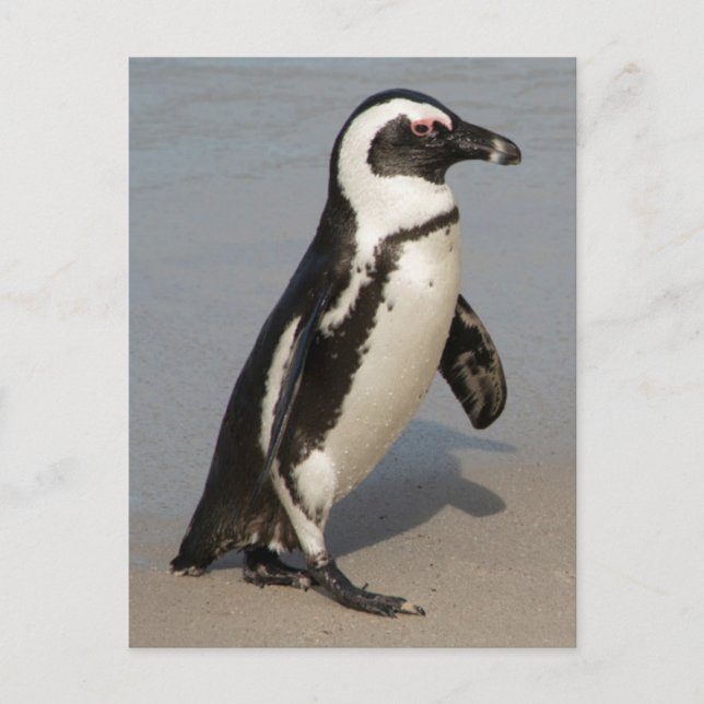 African Penguin Walking Postcard (Front)