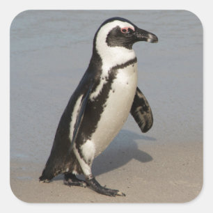 African Penguin Walking Square Sticker