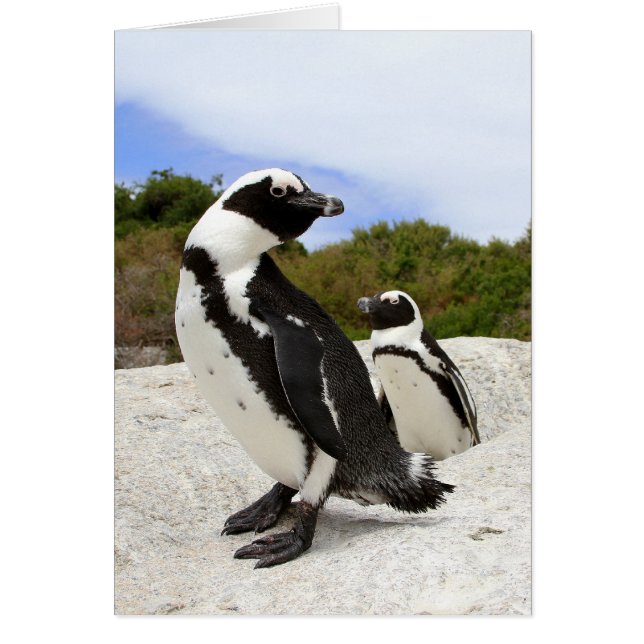 African Penguins Card (Front)