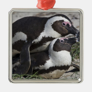 African Penguins, formerly known as Jackass 2 Metal Ornament