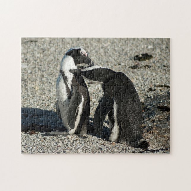 African Penguins grooming each other Jigsaw Puzzle (Horizontal)
