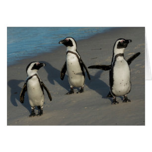 African Penguins   Spheniscus Demersus