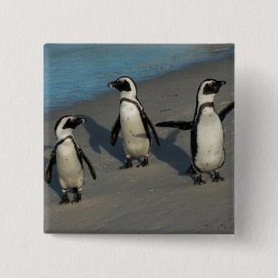 African Penguins Spheniscus Demersus 15 Cm Square Badge