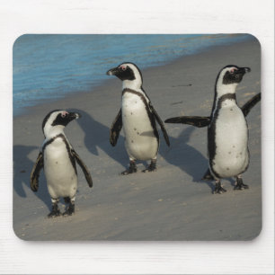African Penguins Spheniscus Demersus Mouse Pad