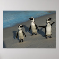 African Penguins | Spheniscus Demersus