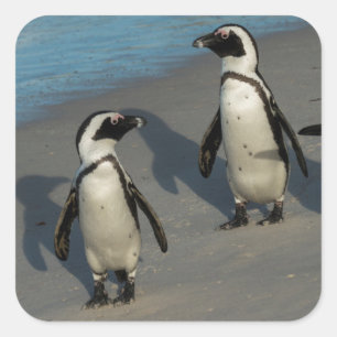 African Penguins   Spheniscus Demersus Square Sticker
