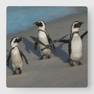 African Penguins Spheniscus Demersus Square Wall Clock