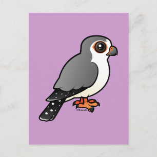 African Pygmy Falcon Postcard