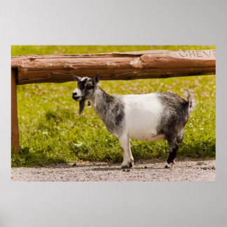 African Pygmy Goat Poster