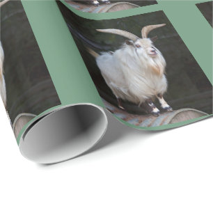 African Pygmy Goat Wrapping Paper
