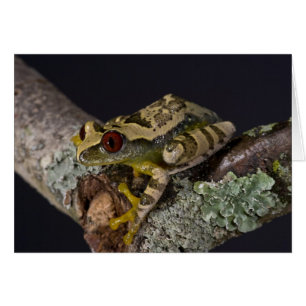 African Red Eye Treefrog, Leptopelis