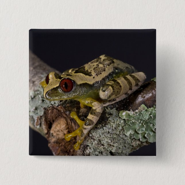 African Red Eye Treefrog, Leptopelis 15 Cm Square Badge (Front)