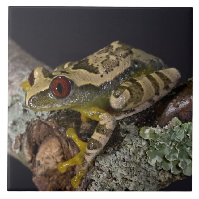 African Red Eye Treefrog, Leptopelis Ceramic Tile (Front)
