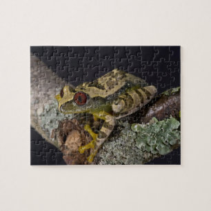 African Red Eye Treefrog, Leptopelis Jigsaw Puzzle