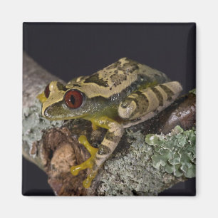 African Red Eye Treefrog, Leptopelis Magnet