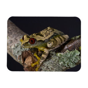 African Red Eye Treefrog, Leptopelis Magnet