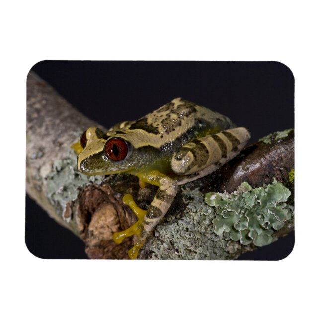 African Red Eye Treefrog, Leptopelis Magnet (Horizontal)