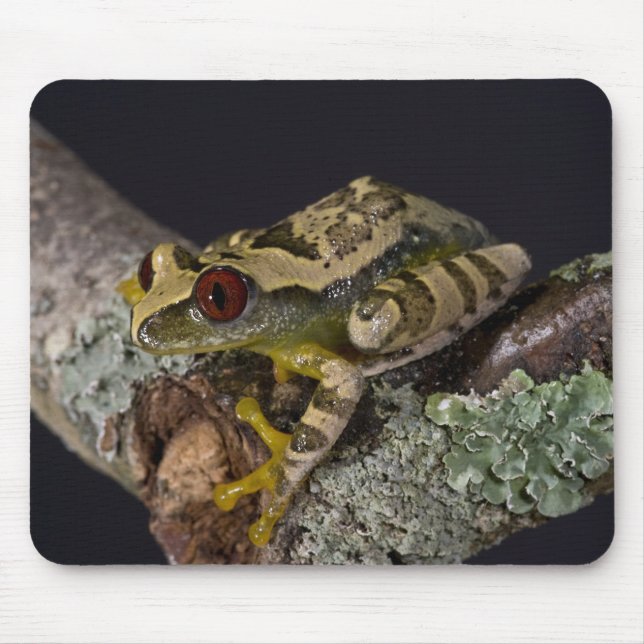 African Red Eye Treefrog, Leptopelis Mouse Pad (Front)