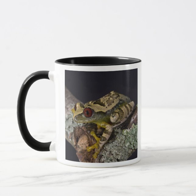 African Red Eye Treefrog, Leptopelis Mug (Left)