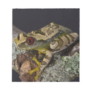 African Red Eye Treefrog, Leptopelis Notepad