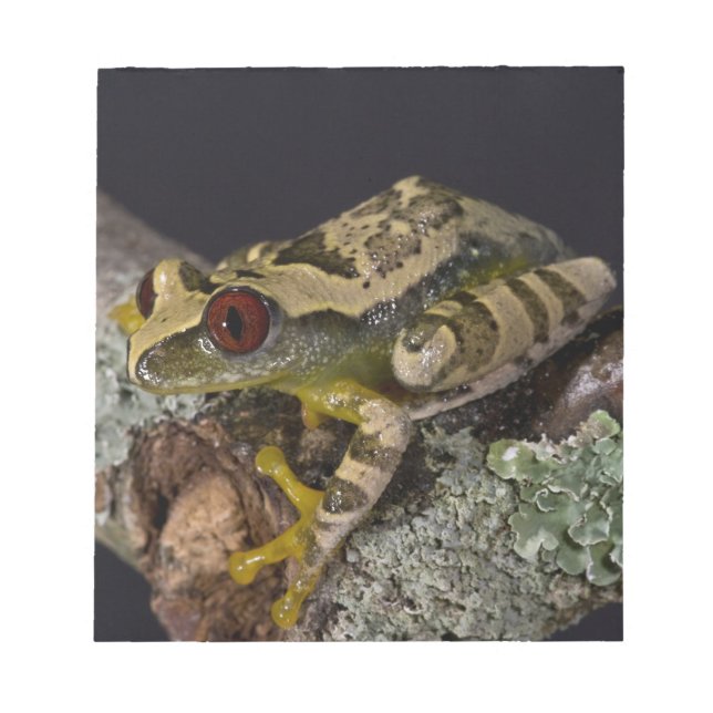 African Red Eye Treefrog, Leptopelis Notepad (Front)