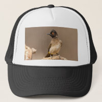 African Red-Eyed Bulbul