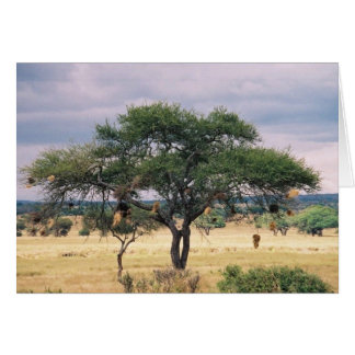 African Sausage Tree