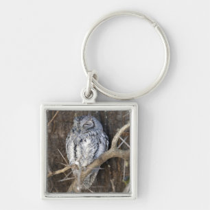 African Scops-Owl, Kruger National Park, South Key Ring