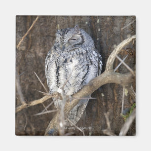 African Scops-Owl, Kruger National Park, South Magnet