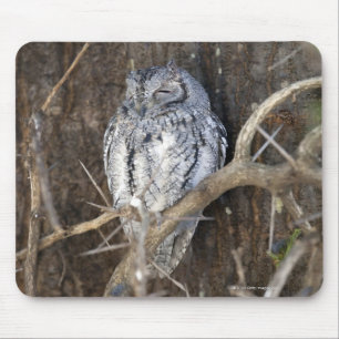 African Scops-Owl, Kruger National Park, South Mouse Pad