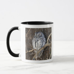 African Scops-Owl, Kruger National Park, South Mug