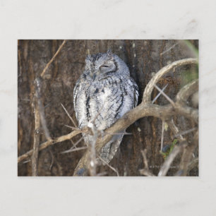 African Scops-Owl, Kruger National Park, South Postcard