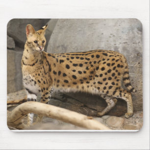 African Serval Stylish and functional Mouse Pad