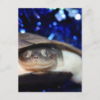 African Sideneck Turtle Looking at camera Postcard