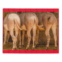 African Somali donkeys on