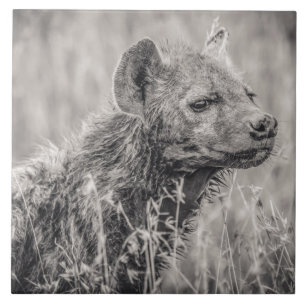 African Spotted Hyena Ceramic Tile
