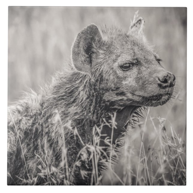 African Spotted Hyena Ceramic Tile (Front)