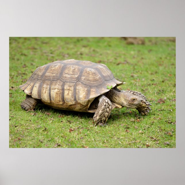 African spurred tortoise on grass poster (Front)