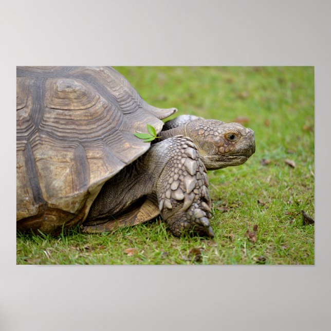 African spurred tortoise on grass poster (Front)