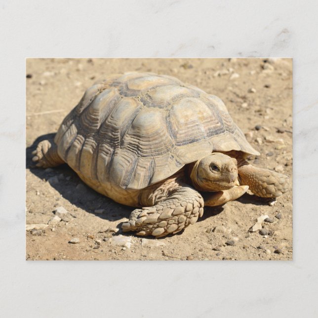 African spurred tortoise on ground postcard (Front)