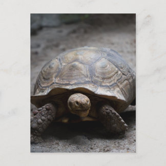 African Spurred Tortoise Postcard