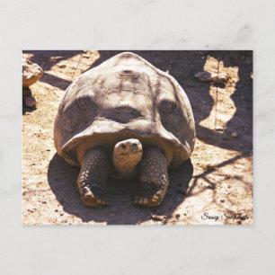 African Spurred Tortoise Postcard